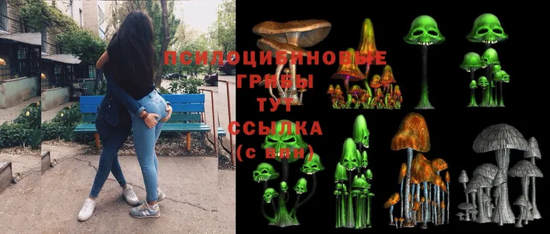 где найти   Собинка  Галлюциногенные грибы Psilocybine cubensis 